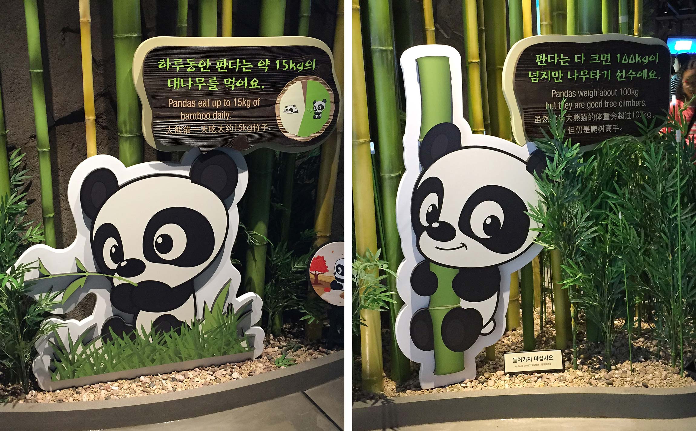 Panda World Graphic